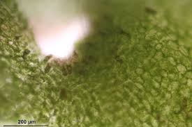 Attēlu rezultāti vaicājumam “Pellia epiphylla sporophyte”