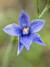 Attēlu rezultāti vaicājumam “Epirranthis diversata”