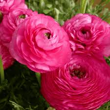 Attēlu rezultāti vaicājumam “Ranunculus elatior”