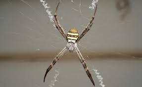 Image result for st andrews cross spider