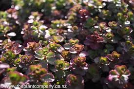 Attēlu rezultāti vaicājumam “Phedimus spurius leaf”