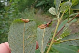 Attēlu rezultāti vaicājumam “Caloptilia stigmatella”