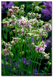 Image result for Aquilegia vulgaris `Nora Barlow`