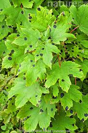 Attēlu rezultāti vaicājumam “Rhytisma acerinum”