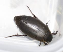 Attēlu rezultāti vaicājumam “Colymbetes paykulli”