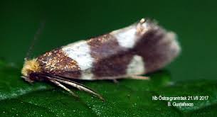 Attēlu rezultāti vaicājumam “Incurvaria praelatella”