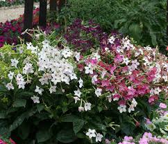 Image result for Nicotiana x sanderae `Perfume`F1