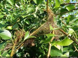 Attēlu rezultāti vaicājumam “Badhamiopsis praetermissa”