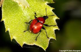 Attēlu rezultāti vaicājumam “Attelabus nitens”