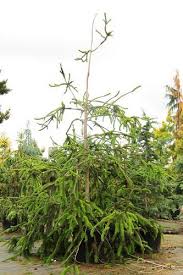 Attēlu rezultāti vaicājumam “Picea abies fo. virgata”