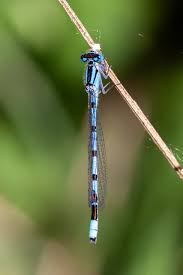 Attēlu rezultāti vaicājumam “Enallagma cyathigerum male”