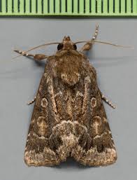 Attēlu rezultāti vaicājumam “Thalpophila matura”