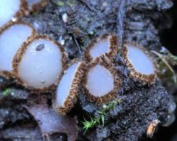 Attēlu rezultāti vaicājumam “Stemonitis fusca var. nigrescens macro”