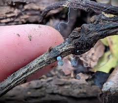 Attēlu rezultāti vaicājumam “Didymium spongiosum var. dictyospora”