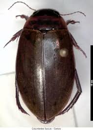 Attēlu rezultāti vaicājumam “Colymbetes paykulli”