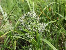 Attēlu rezultāti vaicājumam “Scirpus sylvaticus leaf”