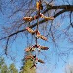 Attēlu rezultāti vaicājumam “Cercidiphyllum japonicum fruit”