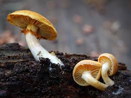 Attēlu rezultāti vaicājumam “Gymnopilus sapineus”