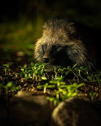 Attēlu rezultāti vaicājumam “Nyctereutes procyonoides”