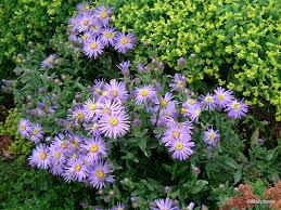 Image result for Aster amellus