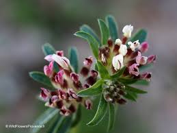 Image result for Anthyllis vulneraria rubra