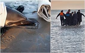 Image result for Dolphin Sub Aqua