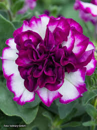 Image result for Petunie