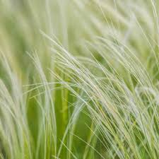 Attēlu rezultāti vaicājumam “Koeleria glauca leaf”