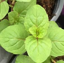 Attēlu rezultāti vaicājumam “Mentha spicata”