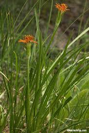 Image result for Agoseris major