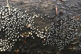 Attēlu rezultāti vaicājumam “Physarum compressum”