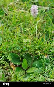 Attēlu rezultāti vaicājumam “Plantago media leaf”