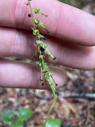 Attēlu rezultāti vaicājumam “Orthilia secunda leaf”