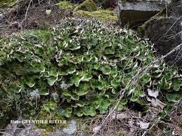 Attēlu rezultāti vaicājumam “Peltigera aphthosa”