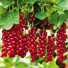 Attēlu rezultāti vaicājumam “Ribes rubrum fruit”