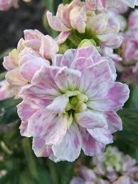 Image result for Levkoje