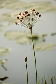 Attēlu rezultāti vaicājumam “Butomaceae”