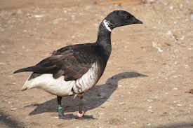 Attēlu rezultāti vaicājumam “Branta bernicla adult”