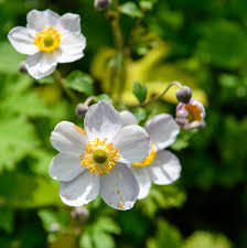 Attēlu rezultāti vaicājumam “Anemone sylvestris fruit”