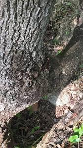 Attēlu rezultāti vaicājumam “Frullania dilatata”