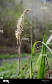 Attēlu rezultāti vaicājumam “Carex appropinquata fruit”