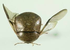 Attēlu rezultāti vaicājumam “Cribraria costata stalked”