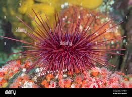 Image result for Mesocentrotus franciscanus