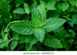 Attēlu rezultāti vaicājumam “Mentha arvensis leaf”