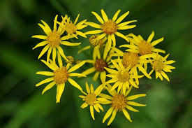Attēlu rezultāti vaicājumam “Jacobaea paludosa flower”