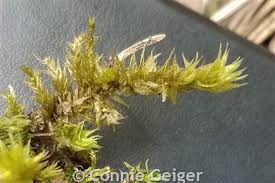 Attēlu rezultāti vaicājumam “Rhytidiadelphus triquetrus sporophyte”