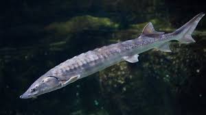 Image result for Acipenser