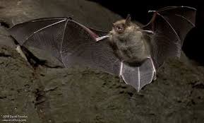 Attēlu rezultāti vaicājumam “Myotis sp.”