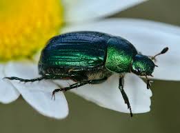 Attēlu rezultāti vaicājumam “Anomala dubia”