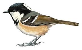 Attēlu rezultāti vaicājumam “Periparus ater”